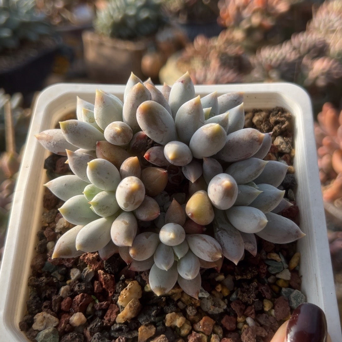 哥特群一物一拍哈哈