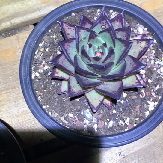 美肉特价活动开始啦