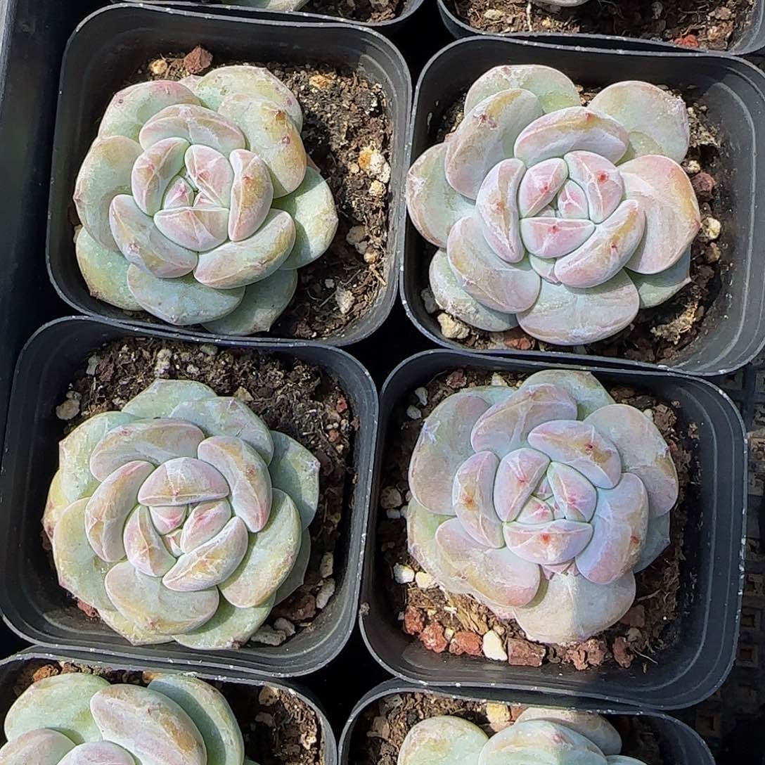 9颗一组圆叶星影单头特价（脱土发货）