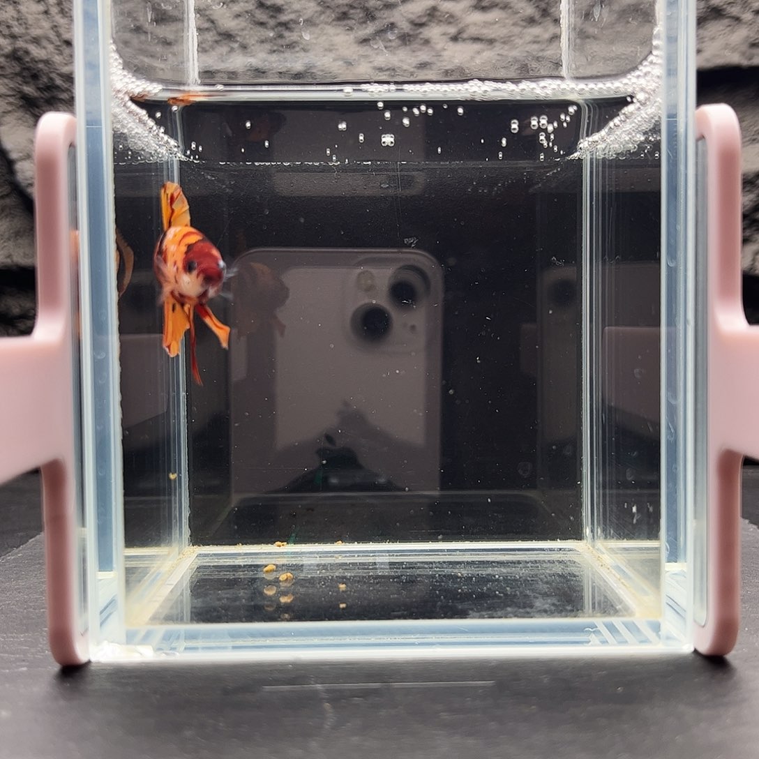 海水鱼宙斯斗鱼竞拍12-05
