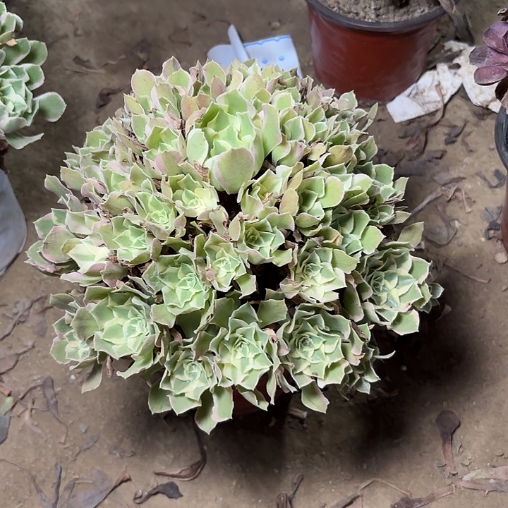 多肉植物法师夜萝刹26