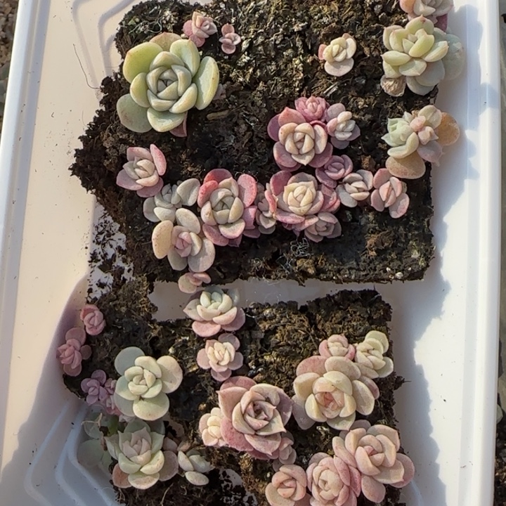 16王者系列种播苗一盒