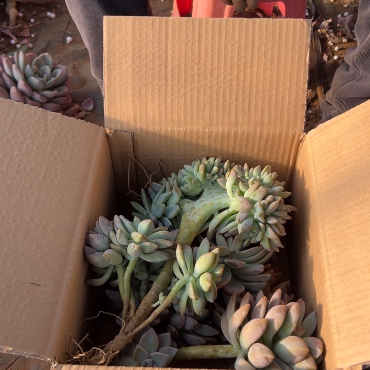 地栽淡雪带缀化头装箱（包邮不包损）