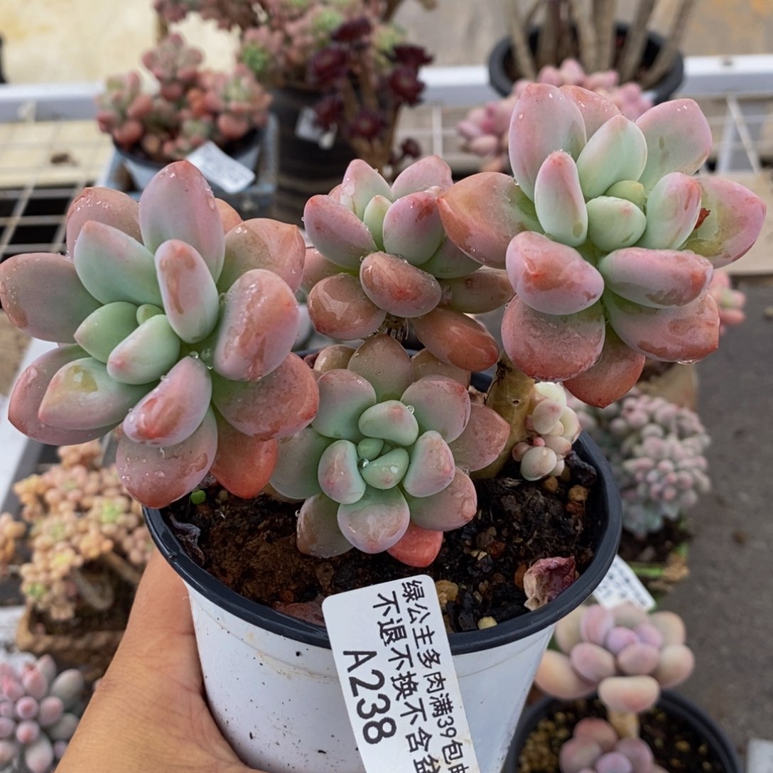 樱花洛神238/12c m