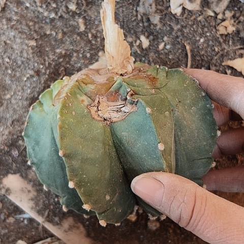665处理瑕疵仙人球