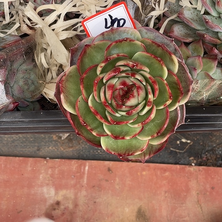 童***事40///////////////