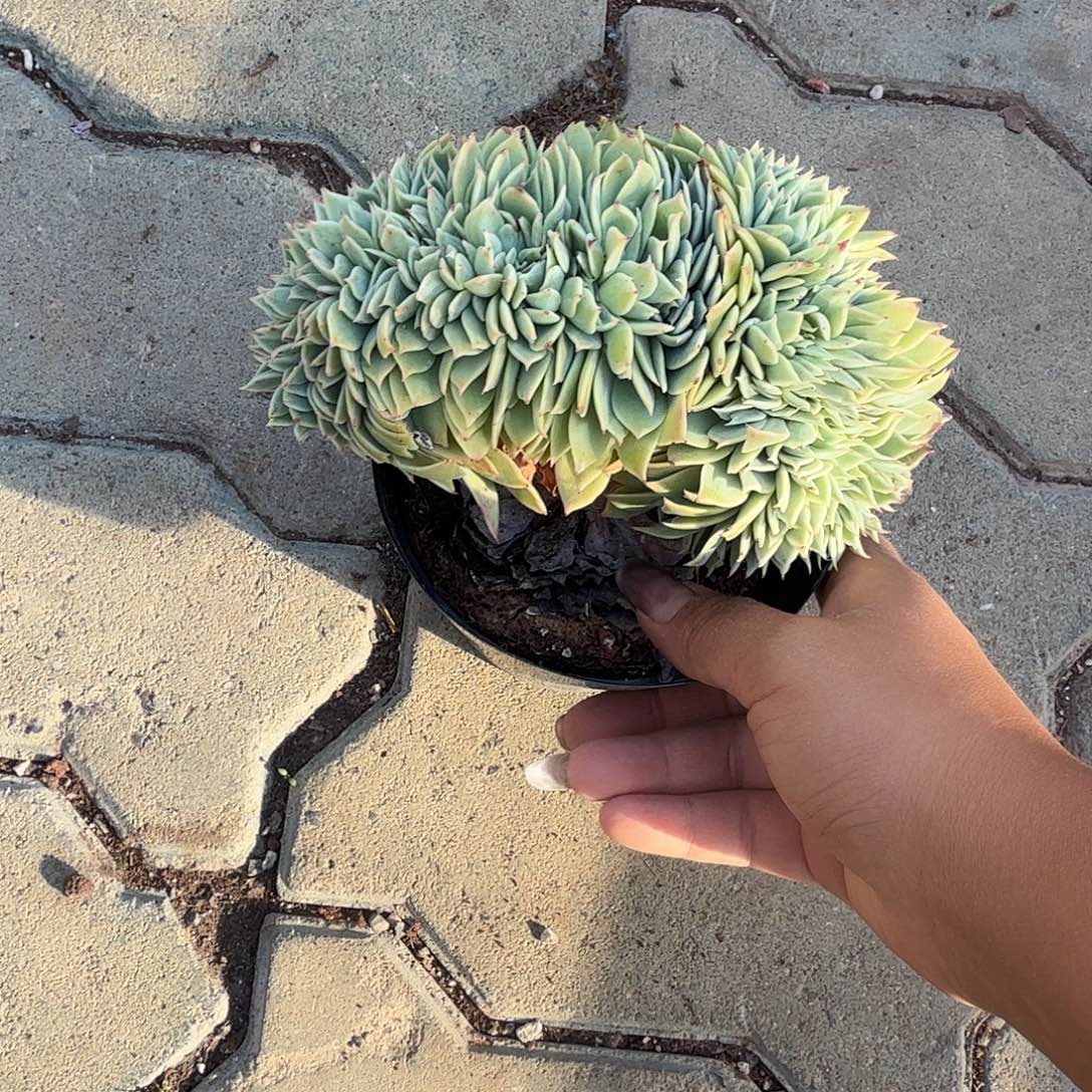 三色堇缀化多肉植物