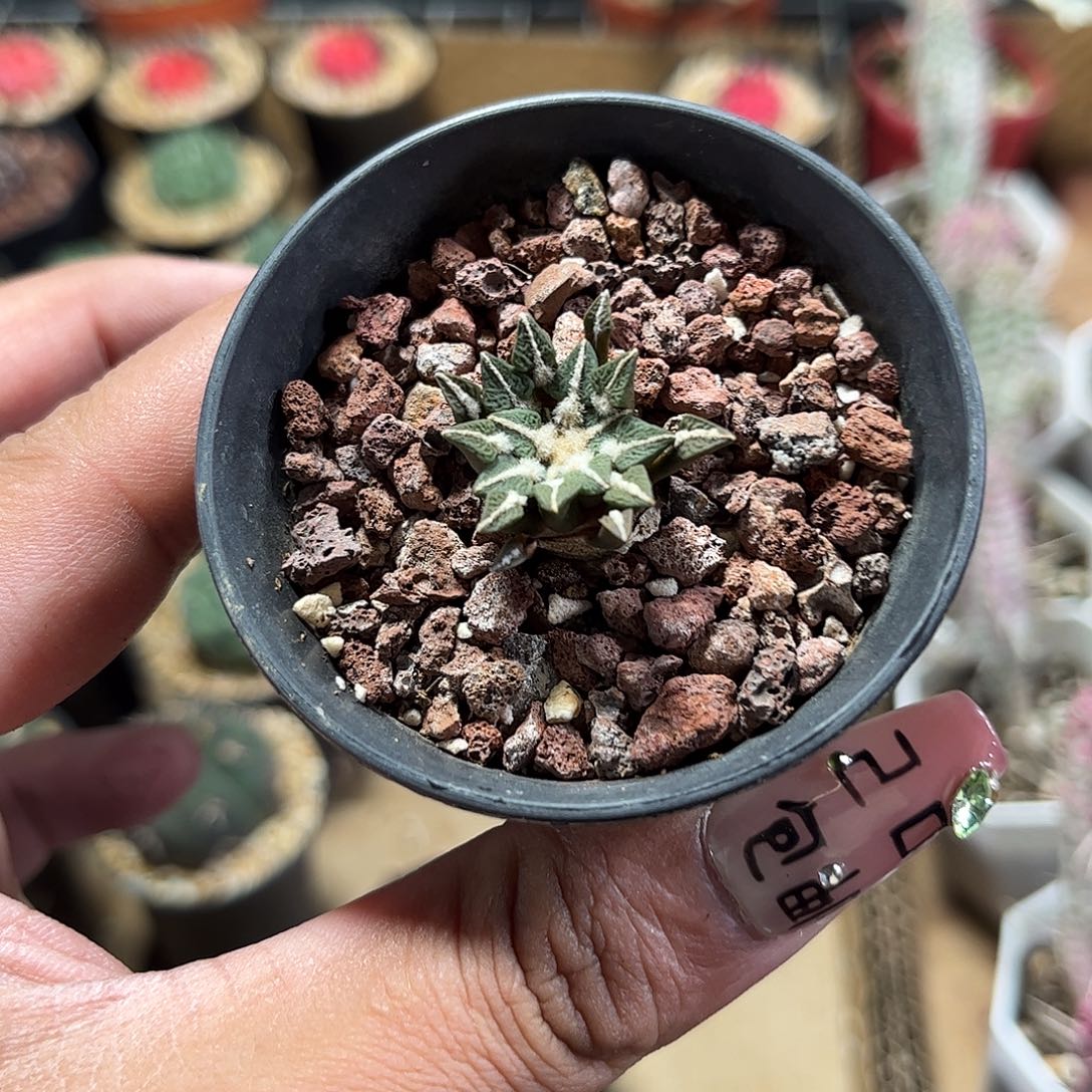 精选黑牡丹单头发货单头