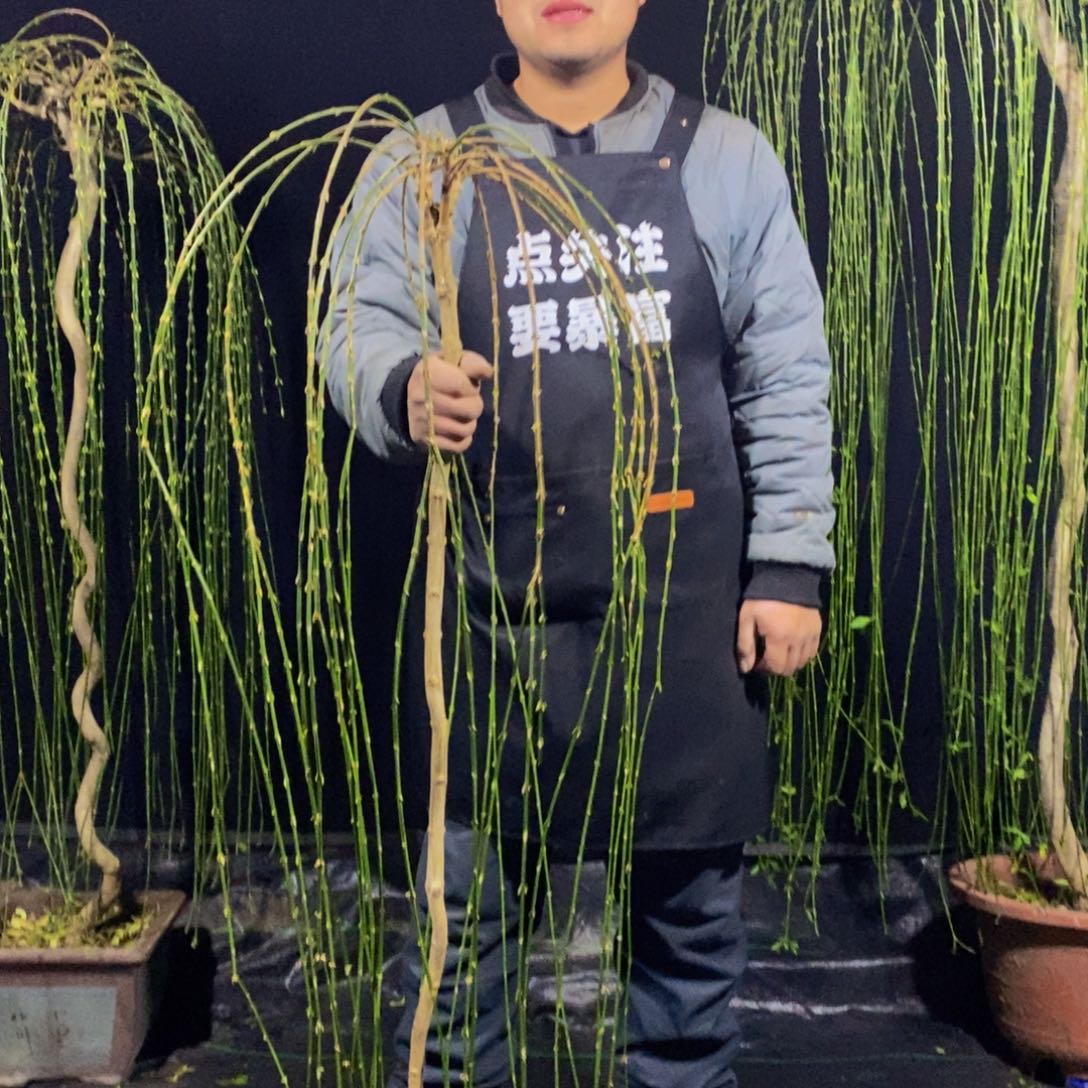 三台迎春，一物一拍，