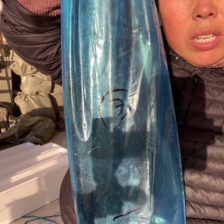 温***风中国大陆渤海湾野生燕鲅鱼4号