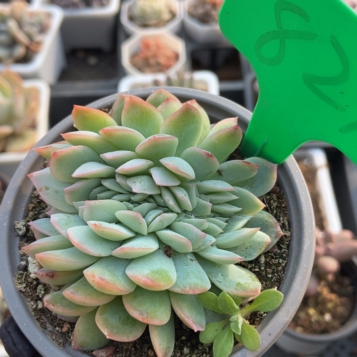 829雪夜缀多肉植物保护