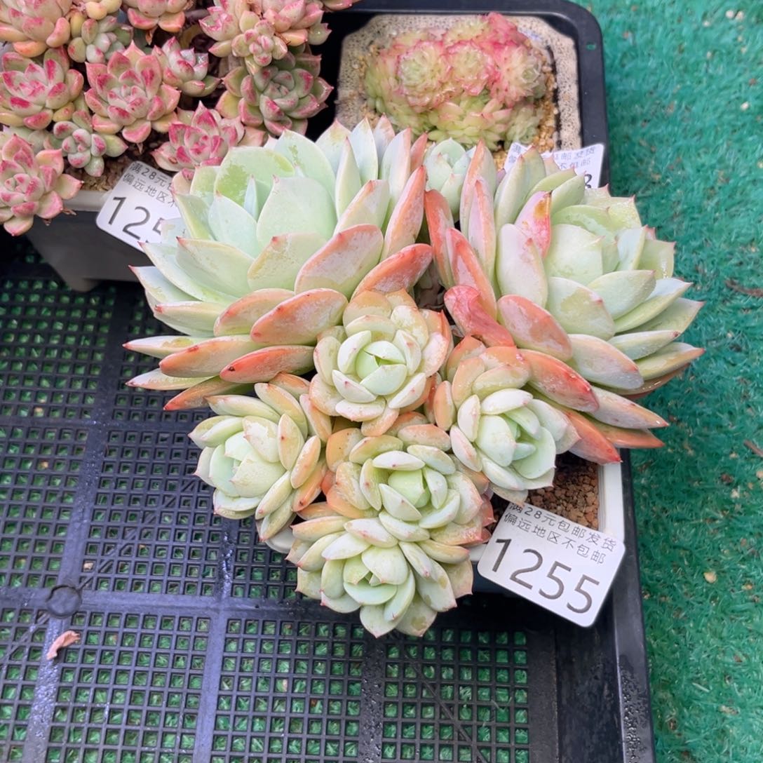 亲1255:）h j f h x g b