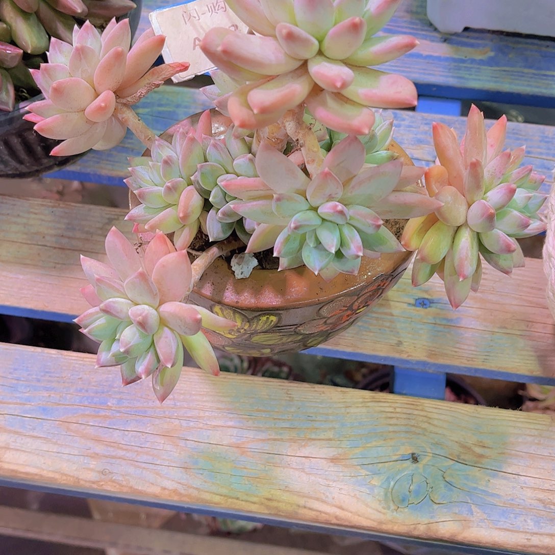 佩***吖星空美人Ａ852号一颗一物一拍