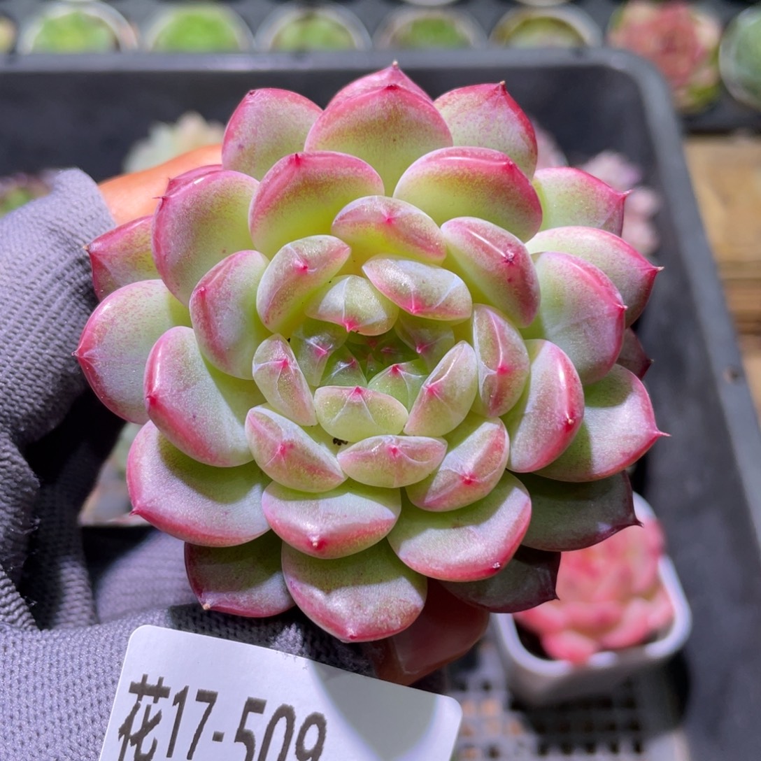 花利美17-509珍妮