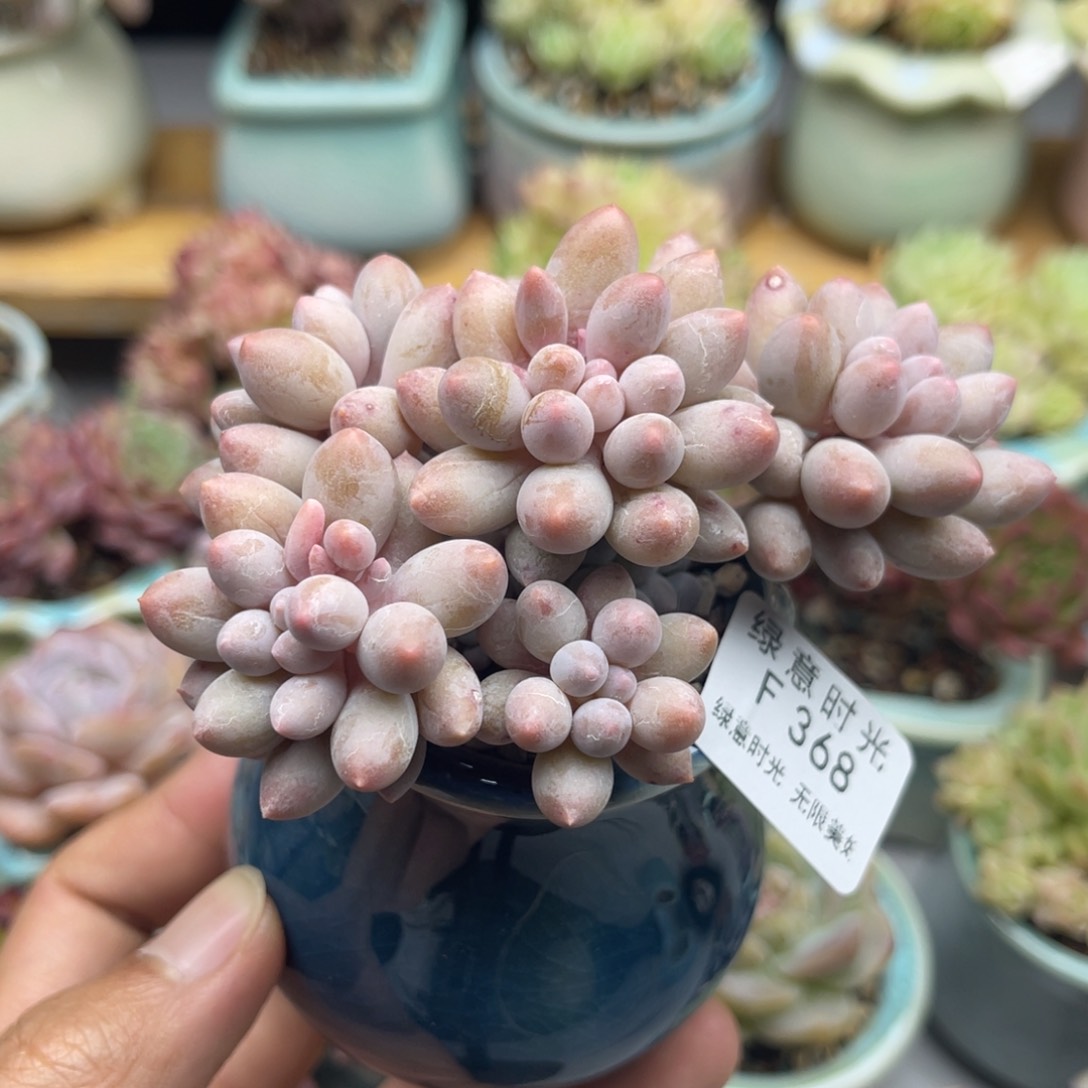 368 婴儿手指 带陶瓷盆发货 满28包邮