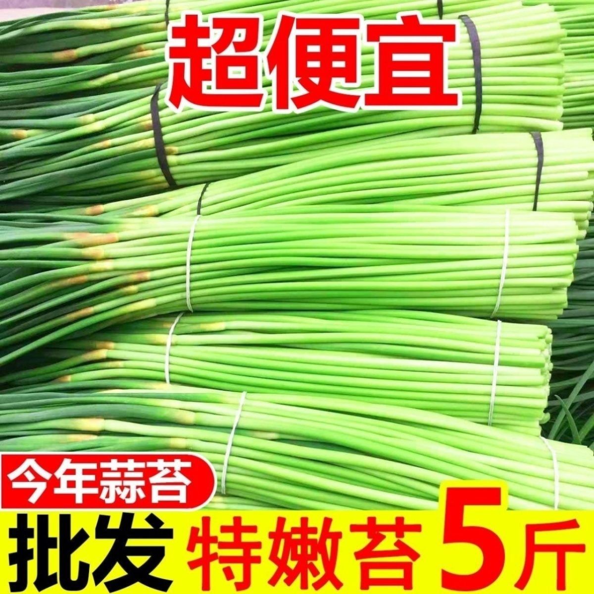 新鲜蒜苔短红帽青蒜苗当季蔬菜农家自种蒜薹蒜毫