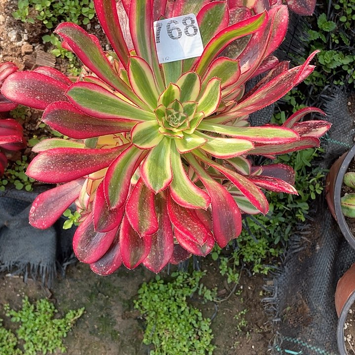 768 多肉法师法师多肉