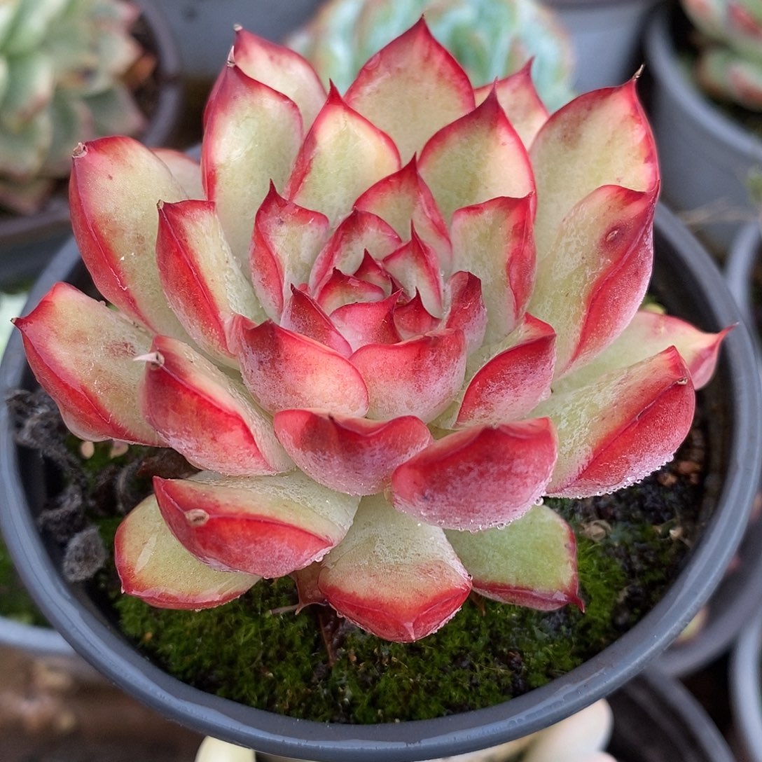 012雨燕座哈哈哈哈