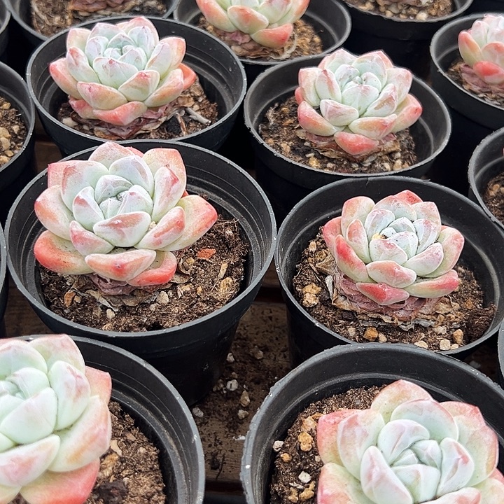 三盆  单头   奶油冰玉