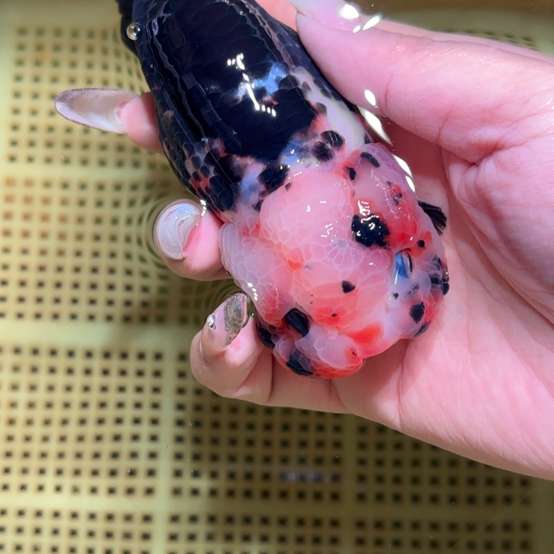 当***人金鱼拍包装包邮，不拍包装运费到付