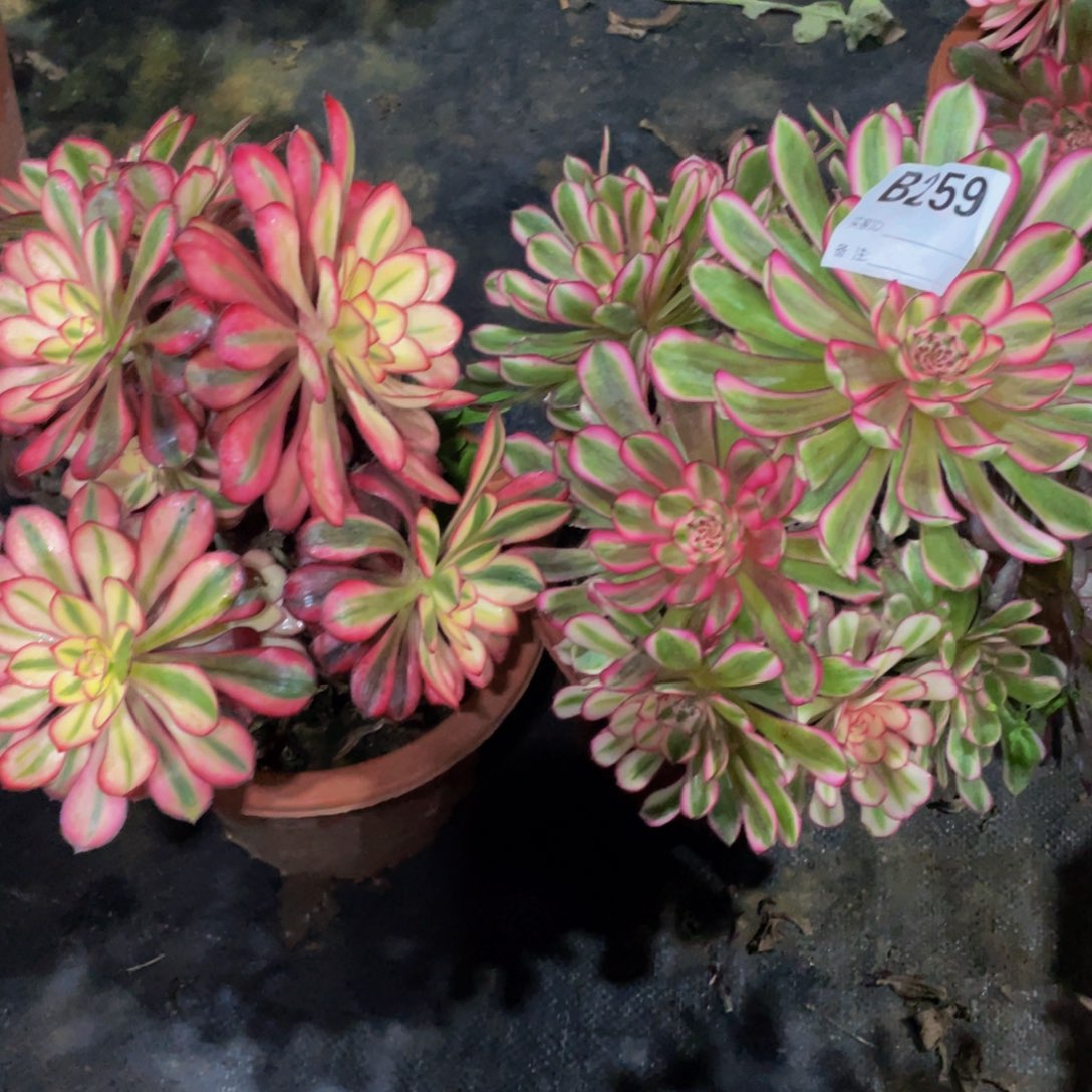 259两颗11111多肉