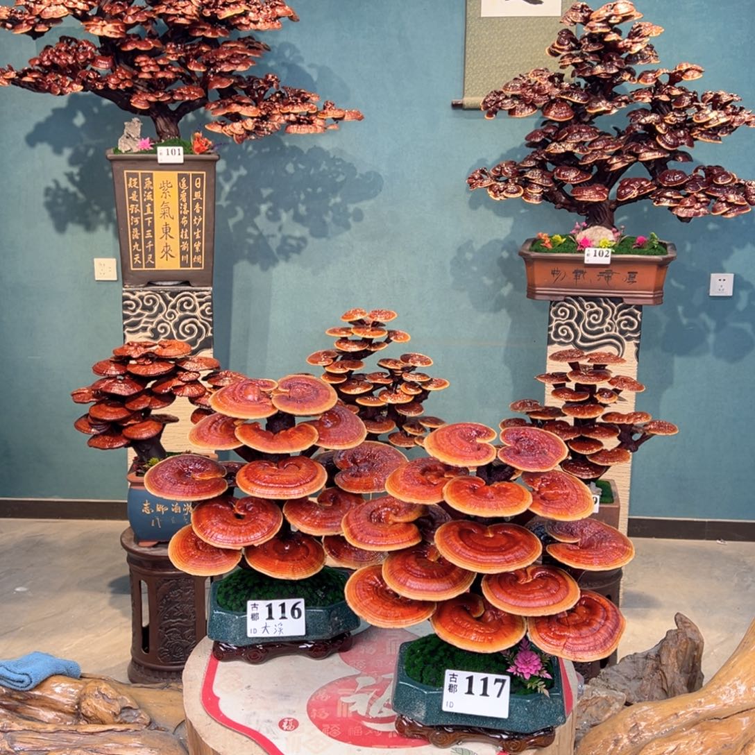 无花朵868888888888