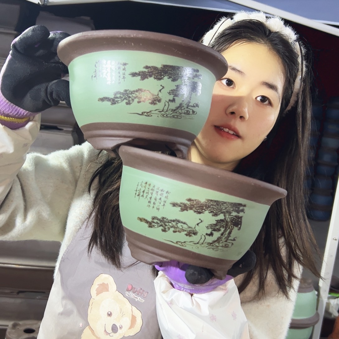 17+17绿色松鹤三角金钟花盆