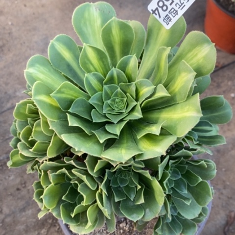 584翡翠琉璃满25包邮多肉