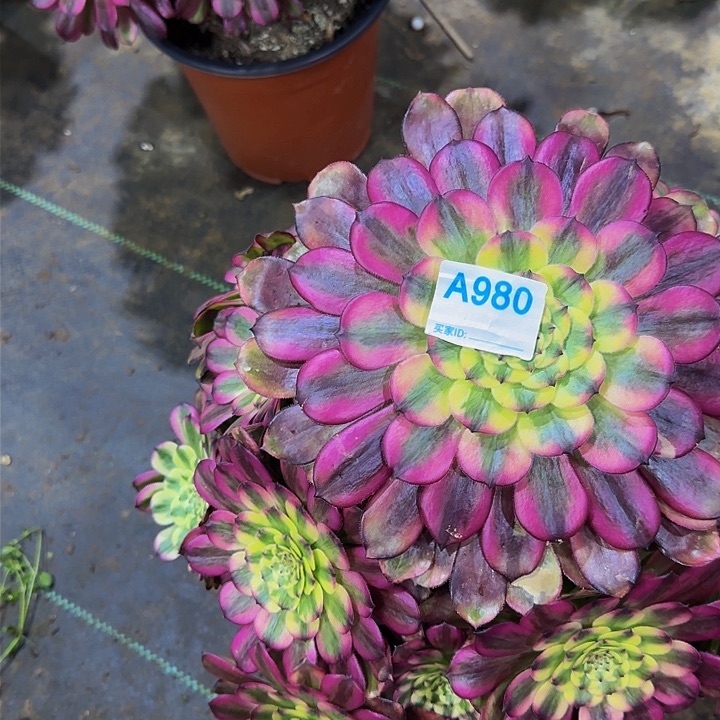 冬*姐980维纳斯法师多肉