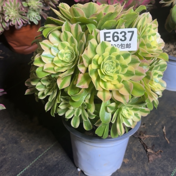 瑞妈一物一拍637