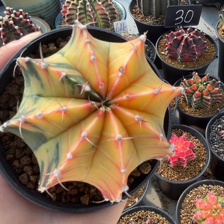 泰国米哈仙人球13