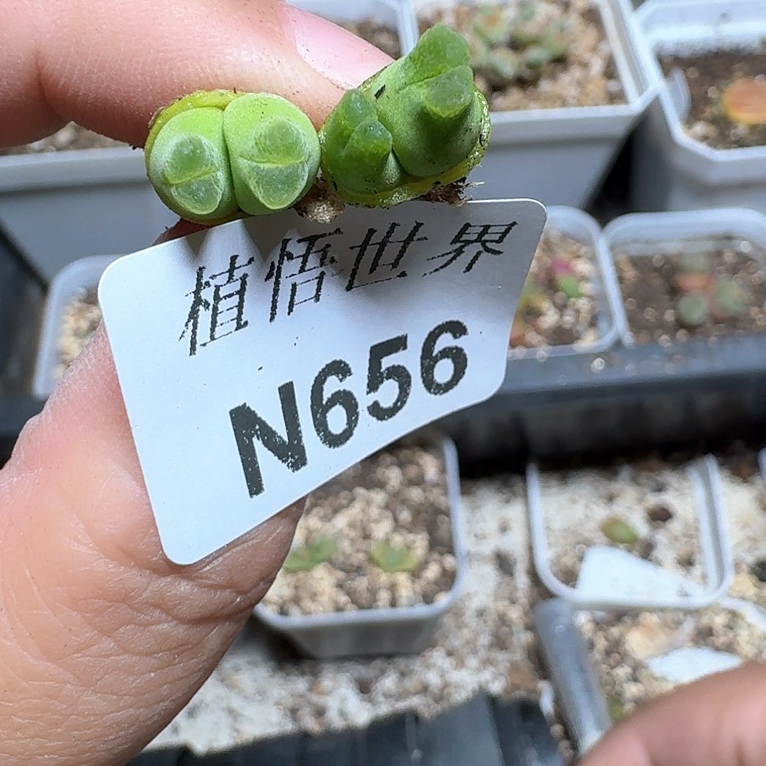 656家多肉植物哇f f g