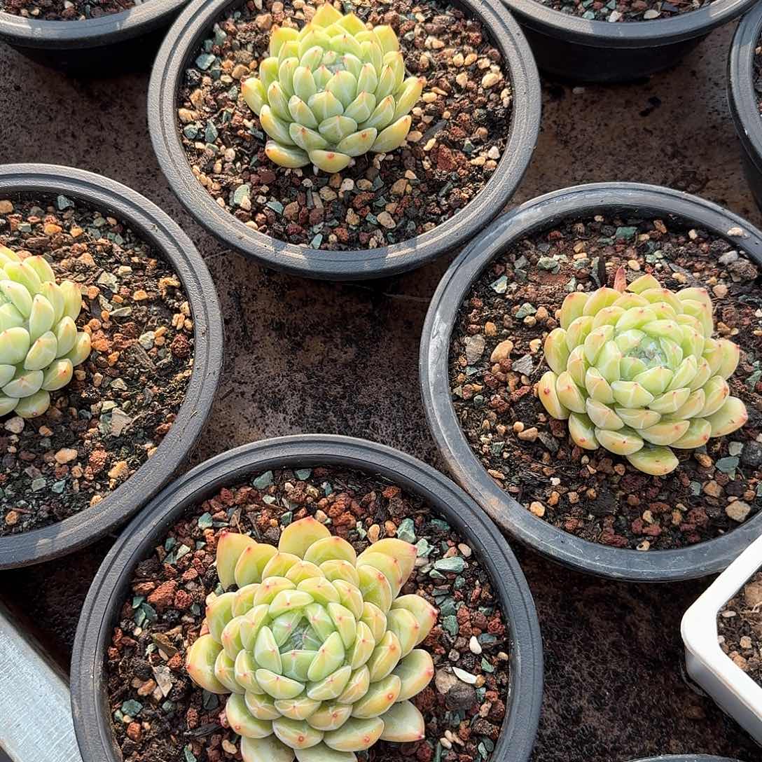 雪花珍妮多肉。  