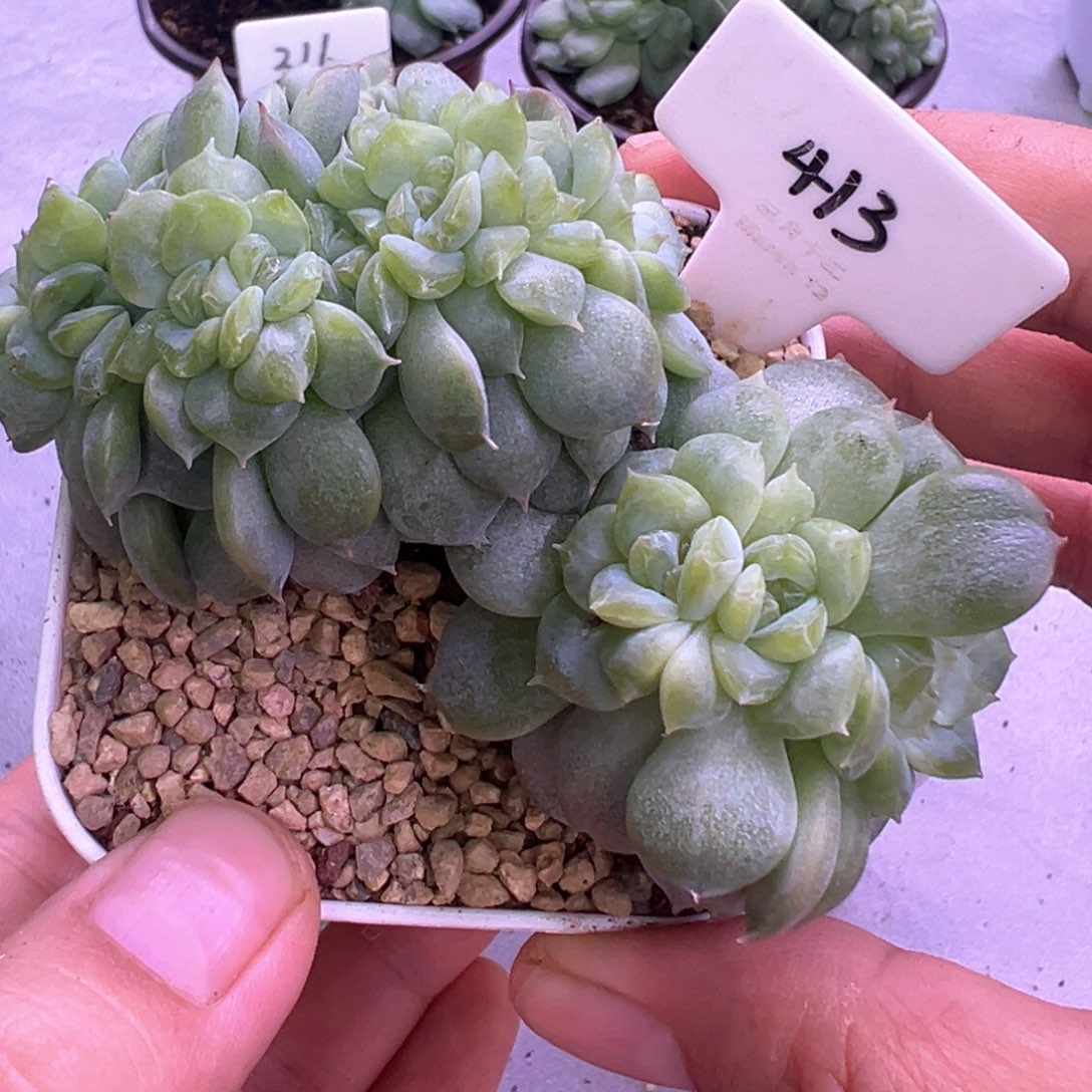G****413号糖心缀晗雨多肉植物