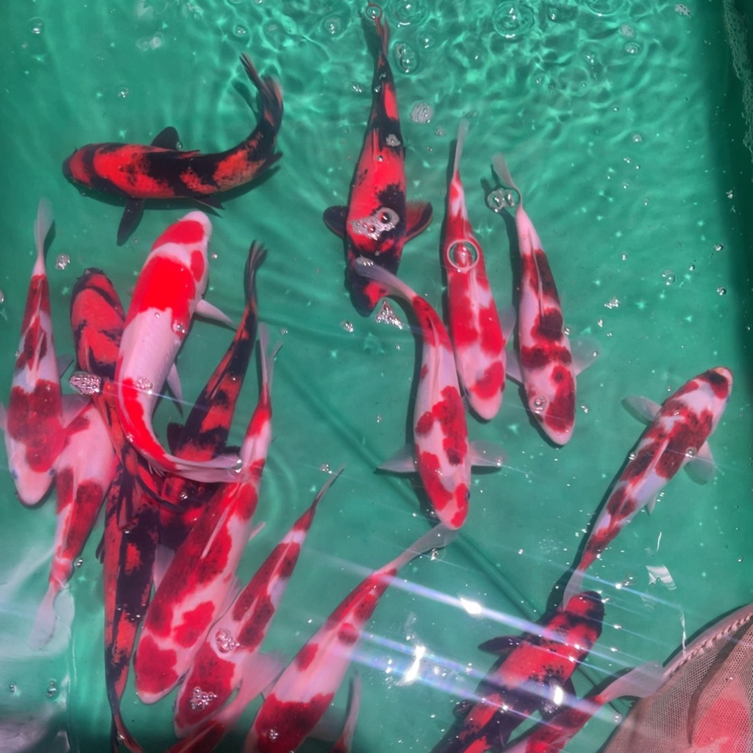 海水鱼高端精品绯写