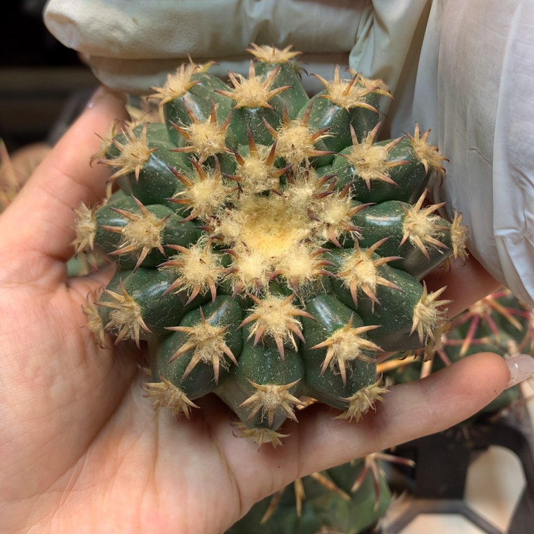      18号 出根芽 密尤猫爪圆盘玉8.5公分