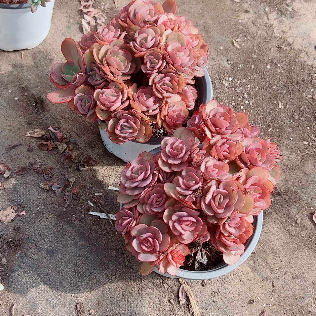 小叶秀妍多头造型精品二盆