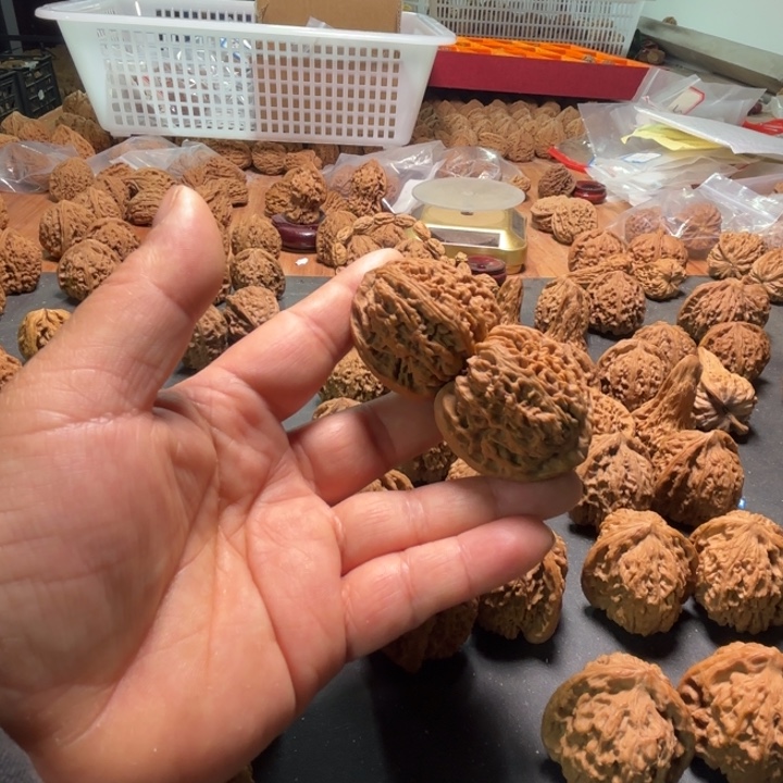 利***大叶紫檀（黑酸枝木类）