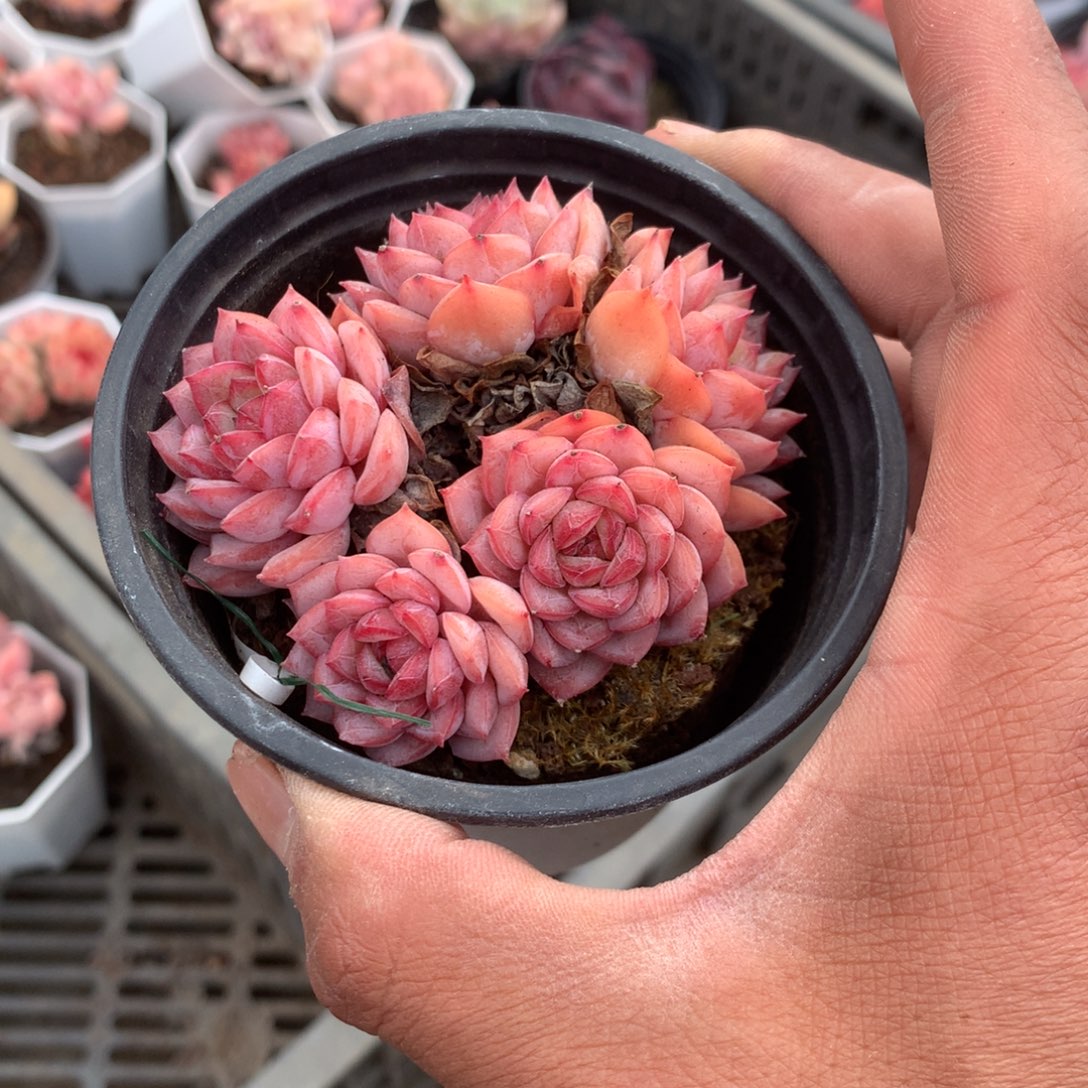 晴***雨你也不要说对不起哦