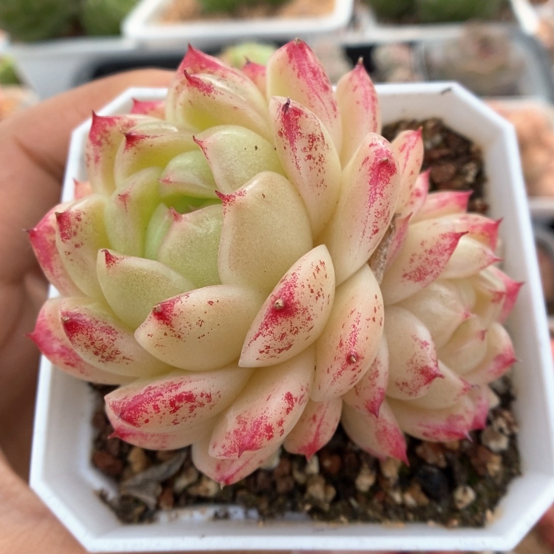 菠萝蜜麦秆可拍941号。
