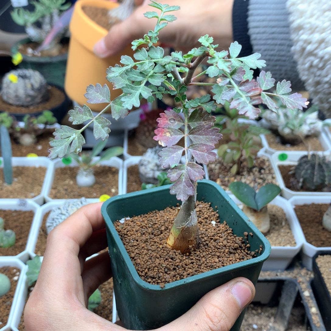 实生橡木漆树带盆发货