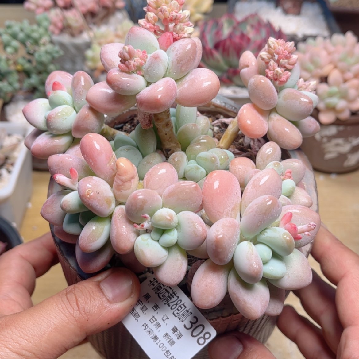 【闪购商品】308香水洛神