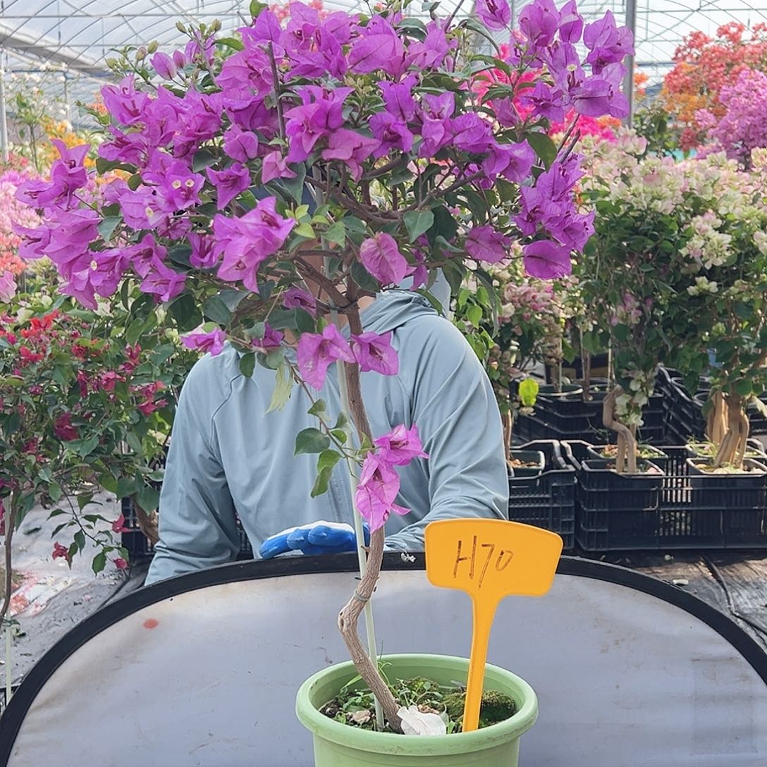 湘***姐大部分花苞少量开放H70