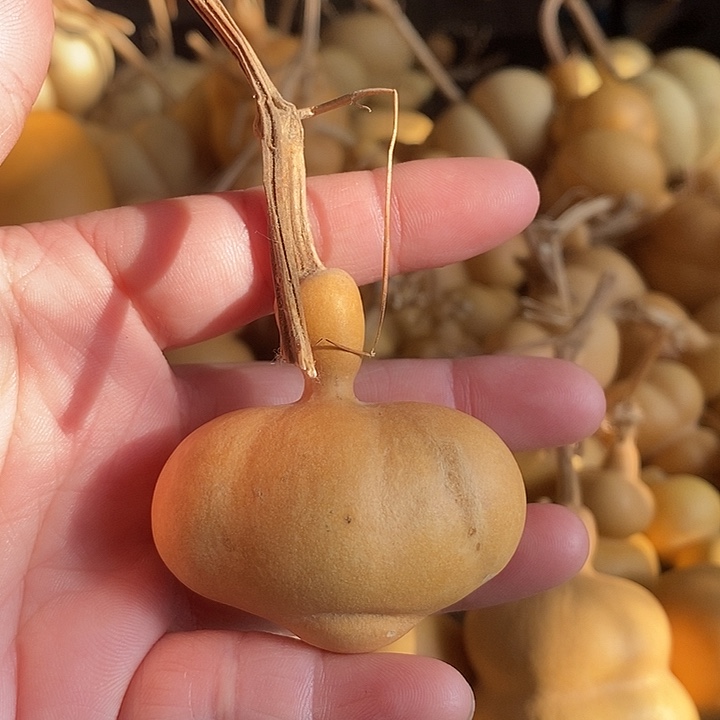 葫芦的颜色微花的