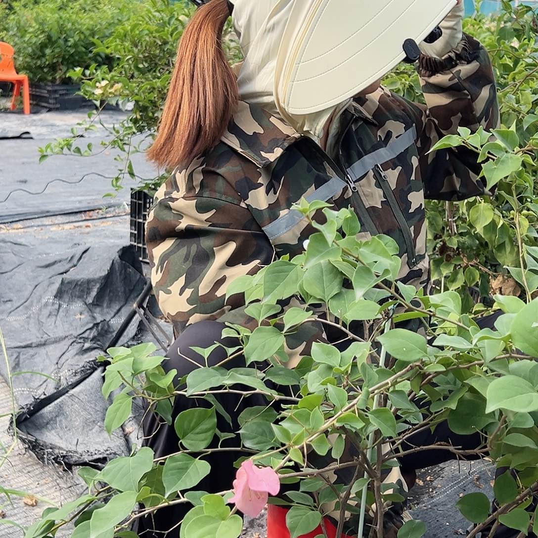 当前无花栽培后可以开花泰国橙或粉西瓜一棵E64