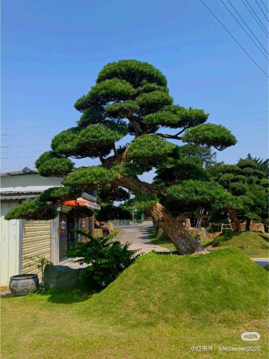 【改价专拍链接】罗汉松造型老桩四季常青盆栽原生桩