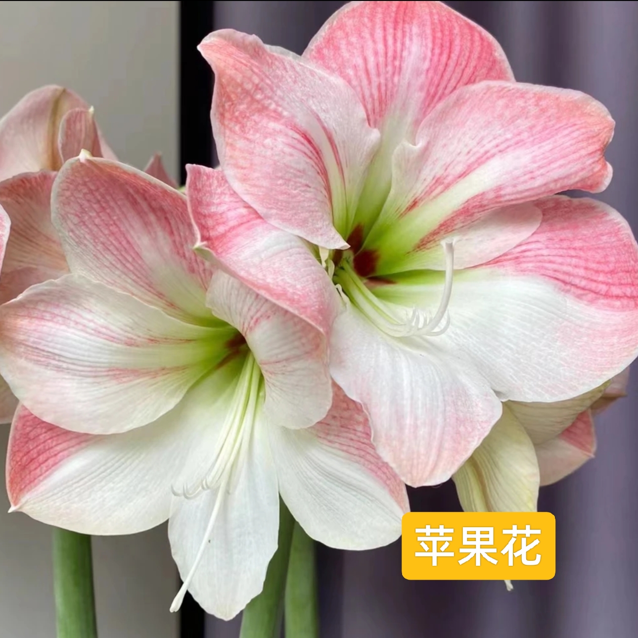 【甜甜花园】苹果花-朱顶红种球