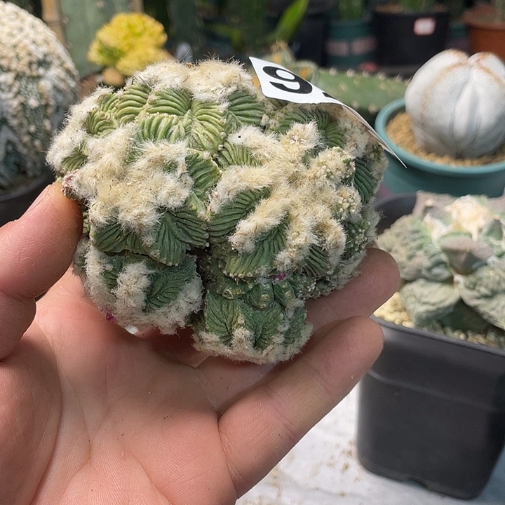 完全开放926老花龙仙人球