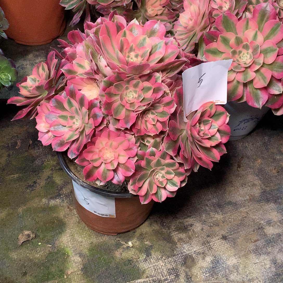 埋****子多肉多肉多肉多肉5