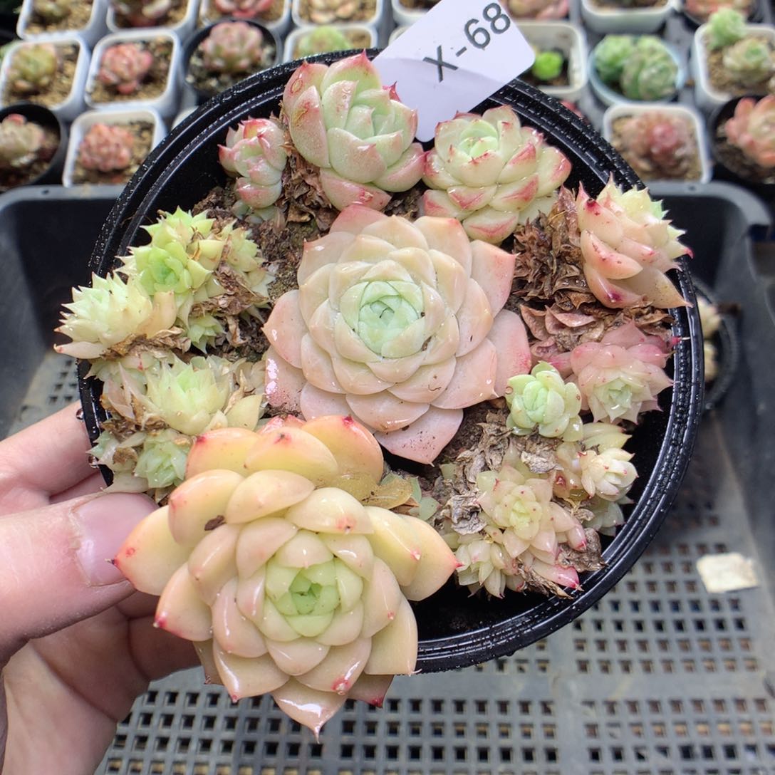 X68y y y y y y y y y y y